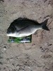 Big bream